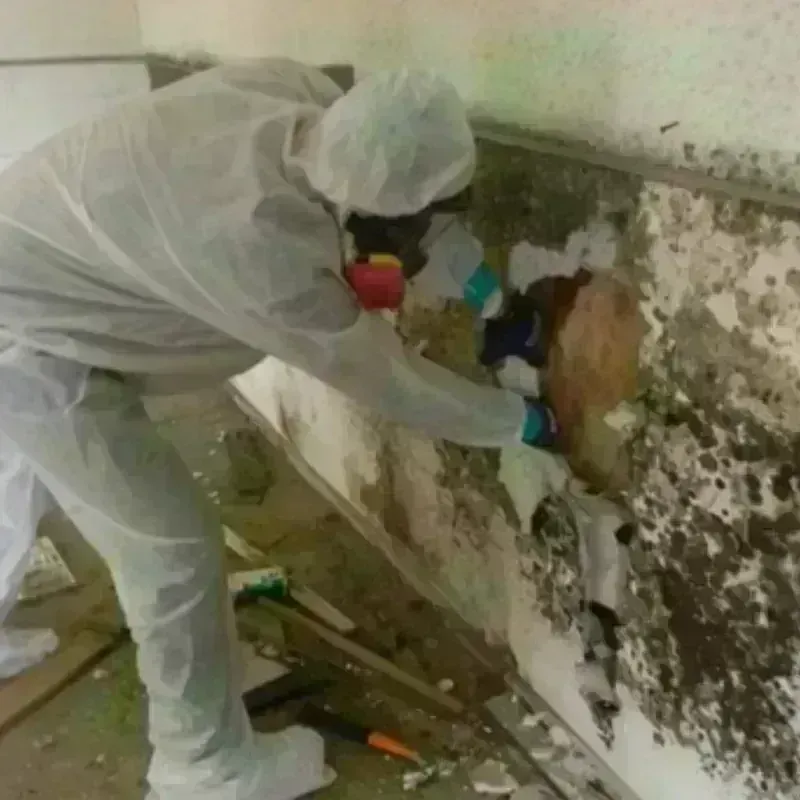 Mold Remediation and Removal in Talihina, OK